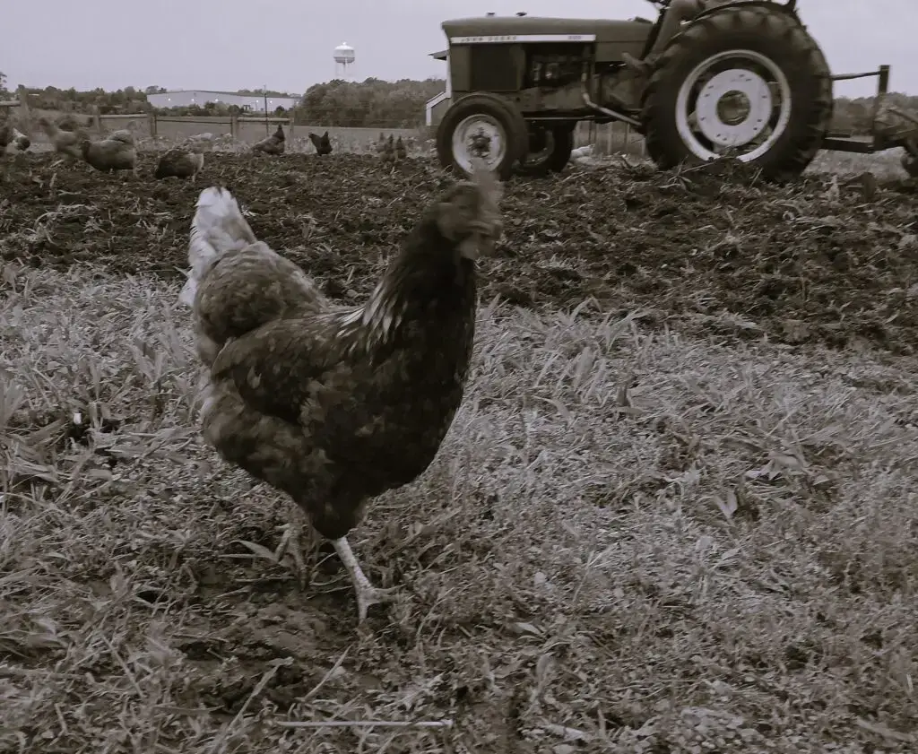 A chicken walking with a tractor in the garden in the background.