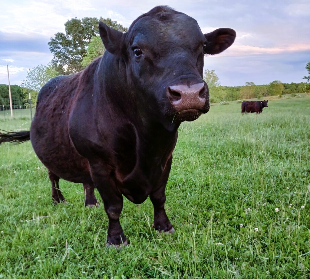 A lowline black bull on green pastures