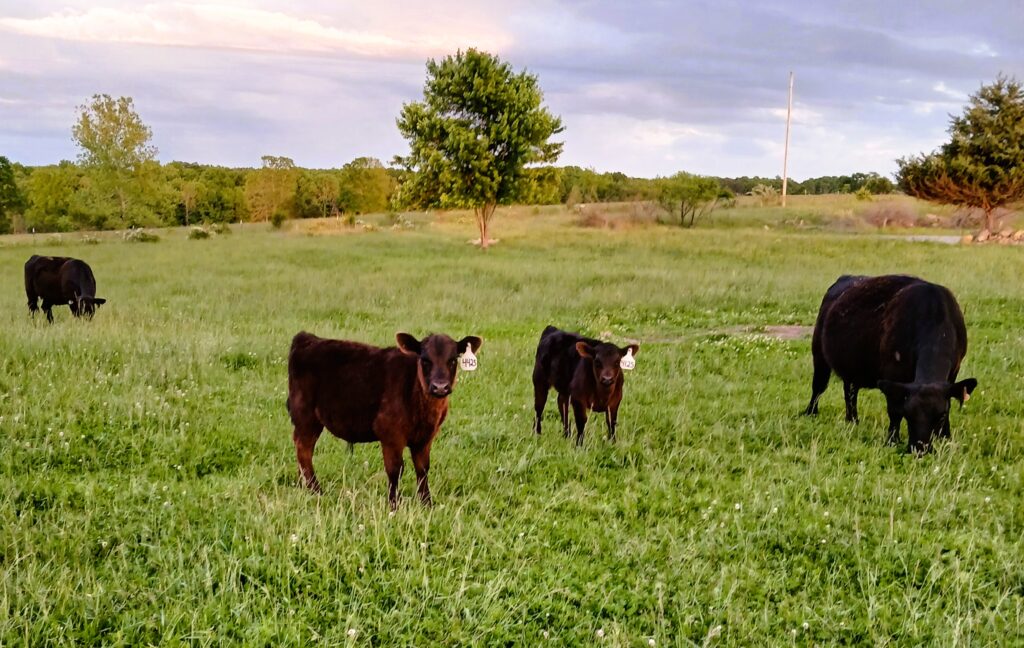 4 black cows on green pasture