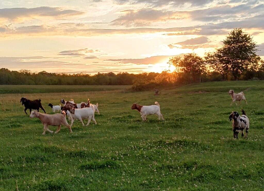 Boar goats in a field at sunset