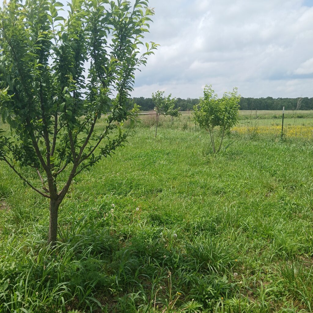 Fruit Trees