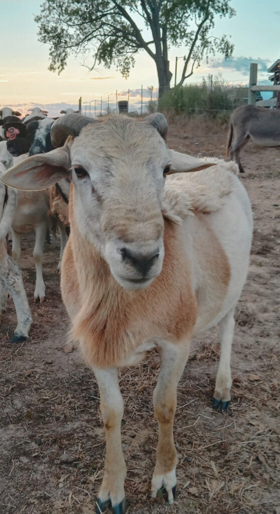 Welcome To Our Little Sheep Farm!