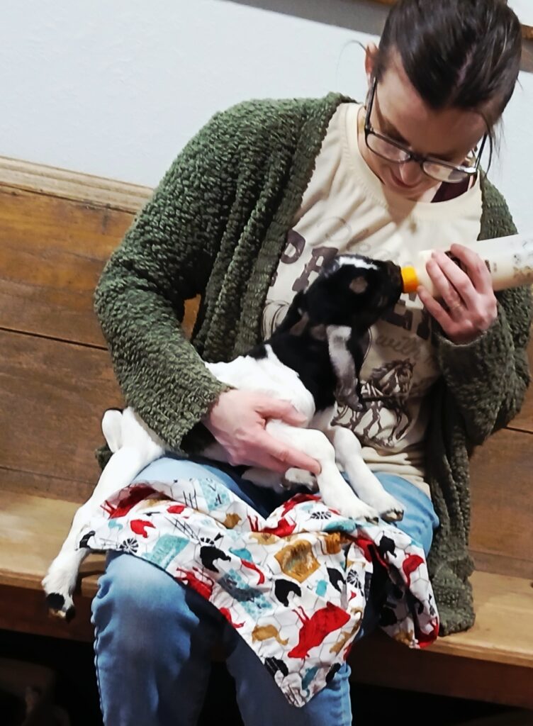 Woman feeding baby goat