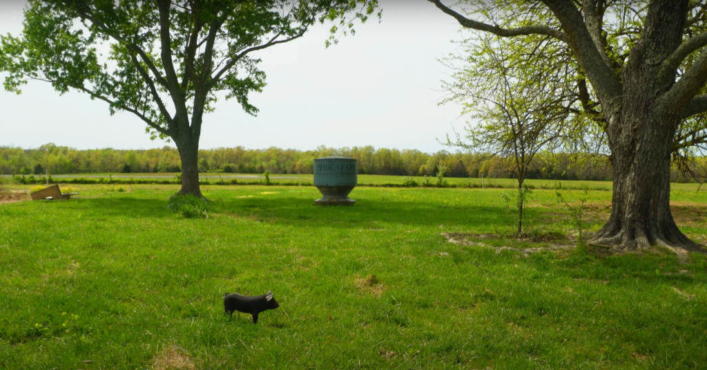 Piglet in a green pasture
